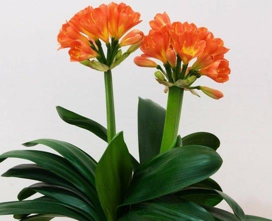 君子蘭怎么養得綠油油的?種蘭花用的花生殼如何發酵