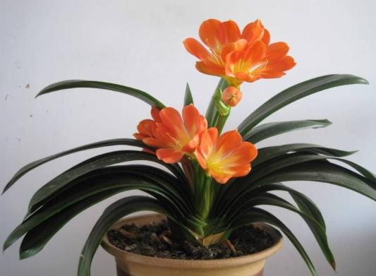 群子蘭截頭后發(fā)芽時(shí)間與什么有關(guān)?為什么要對(duì)君子蘭截頭