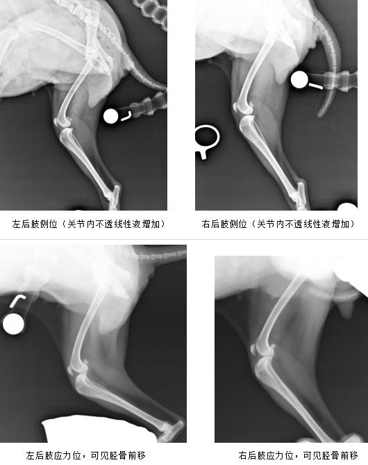 杭州寵物醫院推薦:從案例中看實力,杭州虹泰寵物醫院闊步前行