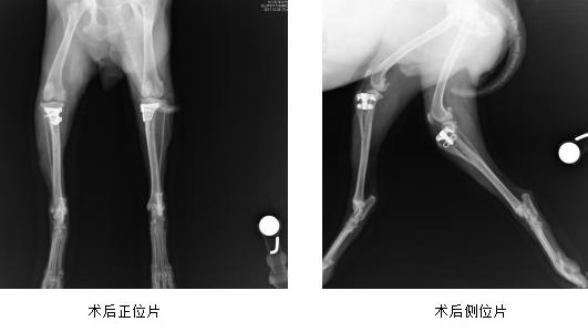 杭州寵物醫院推薦:從案例中看實力,杭州虹泰寵物醫院闊步前行
