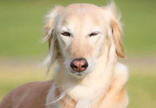 神經(jīng)性犬瘟抽搐還能好起來(lái)嗎?犬瘟多少天算撐過(guò)去了