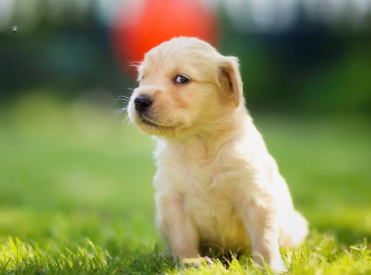 神經(jīng)性犬瘟抽搐還能好起來(lái)嗎?犬瘟多少天算撐過(guò)去了