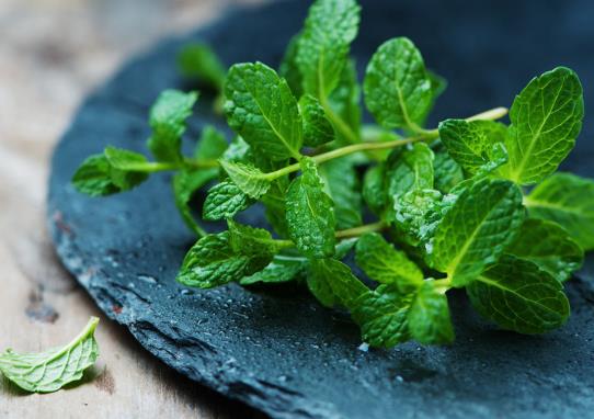 薄荷莖部為何會莖部發(fā)黑干枯?在家如何種植薄荷
