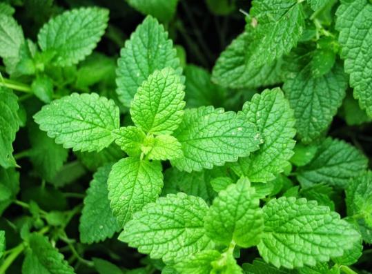 薄荷莖部為何會莖部發(fā)黑干枯?在家如何種植薄荷