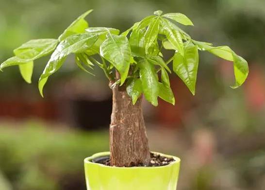 剛買的發(fā)財(cái)樹(shù)要澆水嗎?發(fā)財(cái)樹(shù)怎樣才能讓葉子更綠