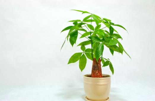 水培發財樹的水位要多高?發財樹黃葉子掉葉子是什么原因