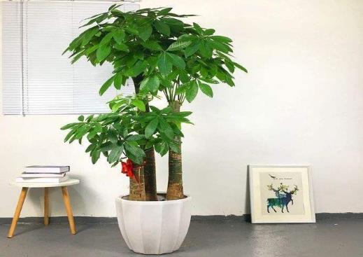 水培發財樹的水位要多高?發財樹黃葉子掉葉子是什么原因