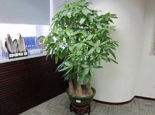 剛買的發(fā)財(cái)樹(shù)要澆水嗎?發(fā)財(cái)樹(shù)怎樣才能讓葉子更綠