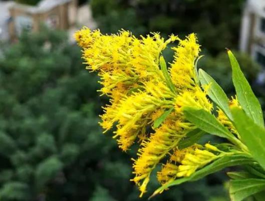 發現加拿大一枝黃花需要上報嗎?加拿大一枝黃花上報哪里