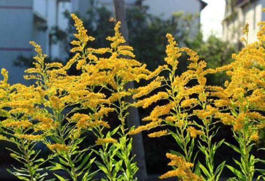 發現加拿大一枝黃花需要上報嗎?加拿大一枝黃花上報哪里