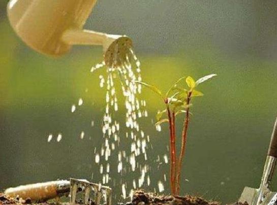 淘米水澆花發酵多久才能用?啤酒澆花需要注意什么