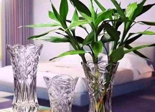 富貴竹怎樣能養活生根?水養富貴竹換第三次水后葉子耷拉了是怎么回事