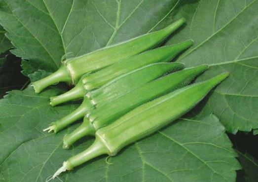 秋葵不開(kāi)花結(jié)果的原因有哪些?秋葵葉子發(fā)黃是缺水嗎