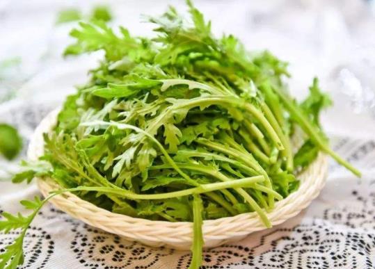茼蒿種子怎么播種發芽快?茼蒿啥時候種成活率高