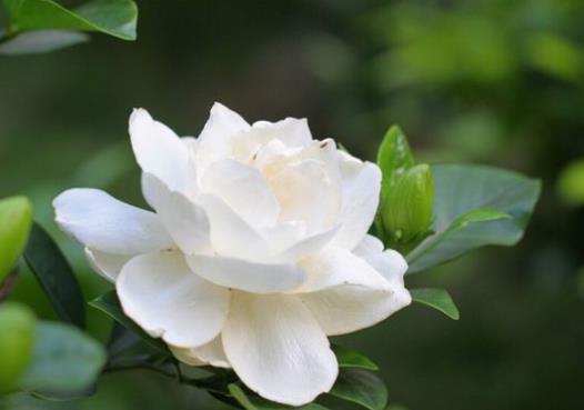 冬天能露養梔子花嗎?梔子花葉子變黃脫落是怎么弄的