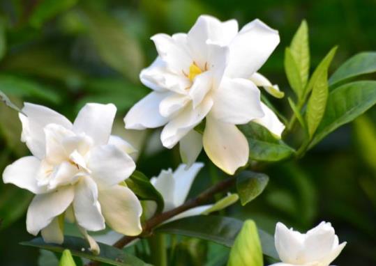 梔子花怎么種才能活?梔子花葉子發黑該怎么補救