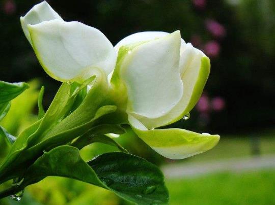 梔子花黃葉枯葉怎么辦?梔子花怎么養得好?