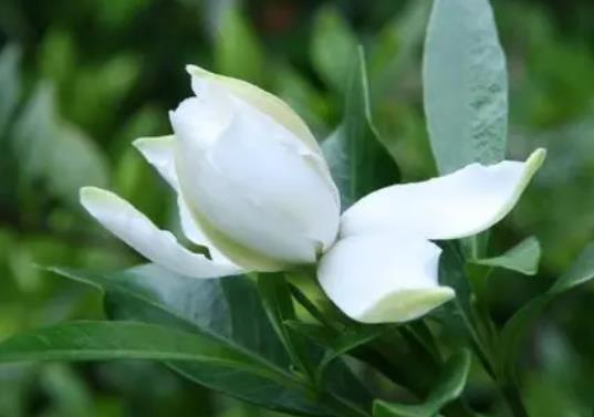 梔子花怎么種才能活?梔子花葉子發黑該怎么補救