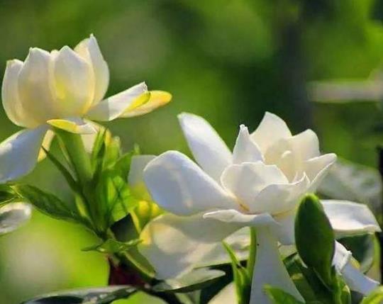 梔子花浸盆法需要多長時間?梔子花花苞發黑怎么補救