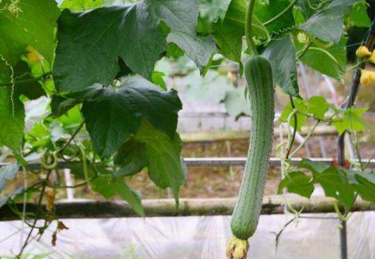 種植絲瓜怎么預防絲瓜畸形?絲瓜怎么催芽生芽快