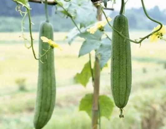 種植絲瓜怎么預防絲瓜畸形?絲瓜怎么催芽生芽快