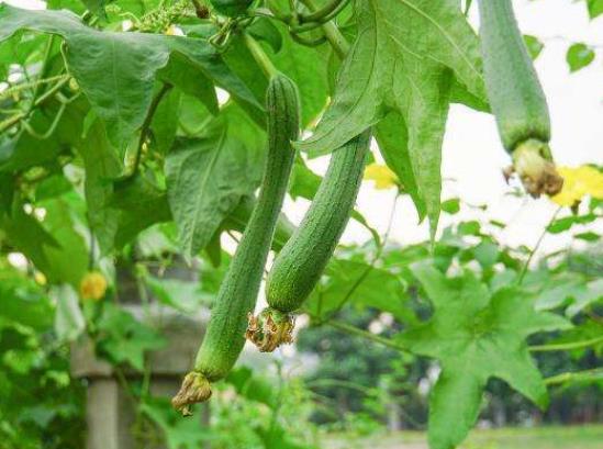 絲瓜怎樣才能高產?絲瓜爛花怎么解決