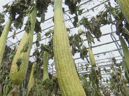 絲瓜怎樣才能高產?絲瓜爛花怎么解決