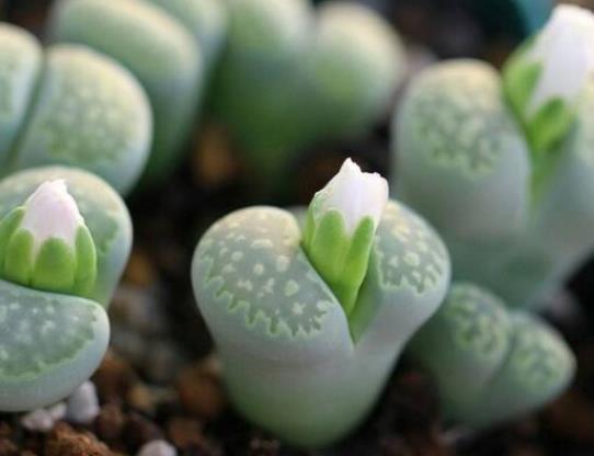 多肉植物的葉片軟塌塌怎么辦?多顆多肉種一個盆里好不好