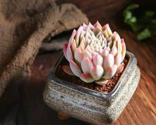 多肉葉片軟綿綿的是光照不充足嗎?多肉可以24小時補光嗎