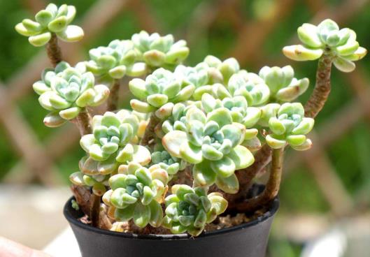 多肉養(yǎng)植需要什么樣的生長環(huán)境?種植多肉的注意事項(xiàng)