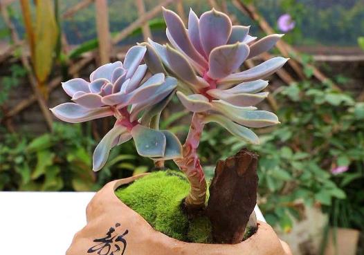 多肉葉子長出厚粉霜好不好?多肉植物養(yǎng)護要注意什么