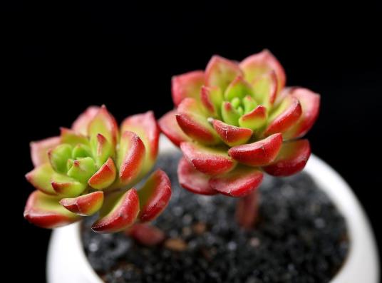 多肉砍頭插扦多久生根?用瓦片怎么養多肉植物