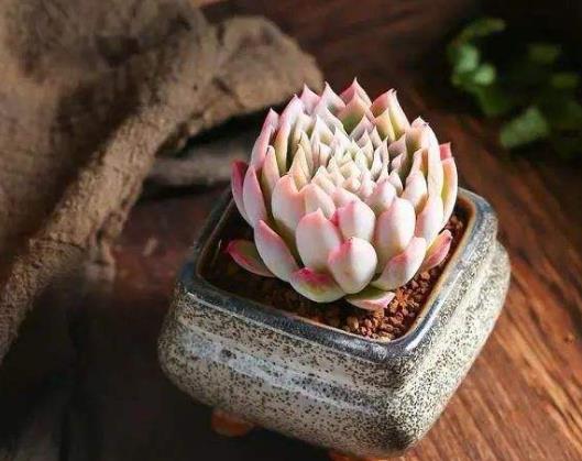 多肉葉子發軟是什么原因?多肉多久換土一次