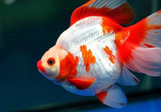 自來水養魚要怎么調整?金魚在低溫下會怎么樣