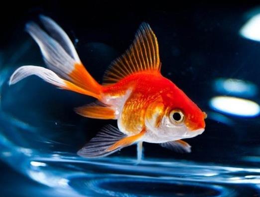 金魚尾巴爛了怎么治療?觀賞魚折尾和卷尾原因及方法