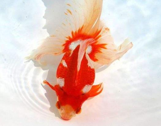 金魚斷尾怎么辦?金魚尾巴末端發黑還有的救嗎