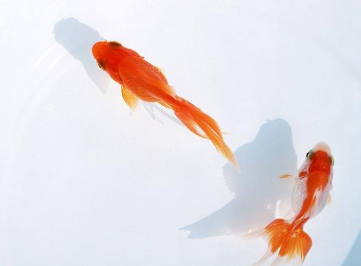 自來水養魚要怎么調整?金魚在低溫下會怎么樣