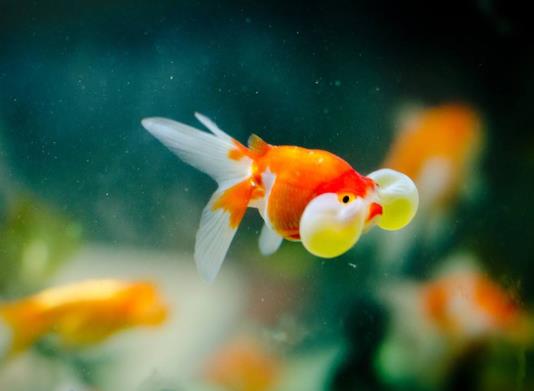 金魚斷尾怎么辦?金魚尾巴末端發黑還有的救嗎