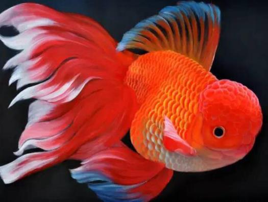 哪種魚最好養?養魚的注意事項