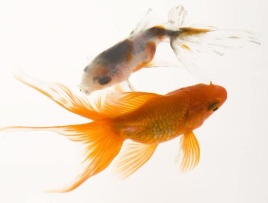不同品種的金魚能混養嗎?初次養魚需要注意什么