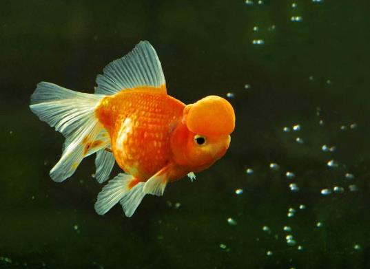 金魚斷尾怎么辦?金魚尾巴末端發黑還有的救嗎