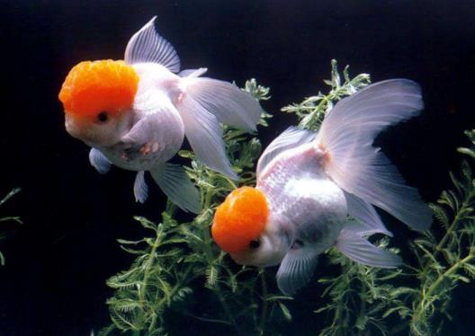 天氣熱了怎么防止魚死?魚缸怎么去除腥味比較好