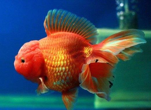 金魚可以放熱帶魚缸嗎?金魚為什么在家里老養不活