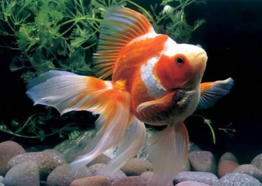 自來水養魚要怎么調整?金魚在低溫下會怎么樣