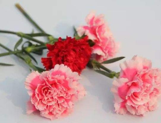 醒花后怎么養護?醒花最簡單的方法