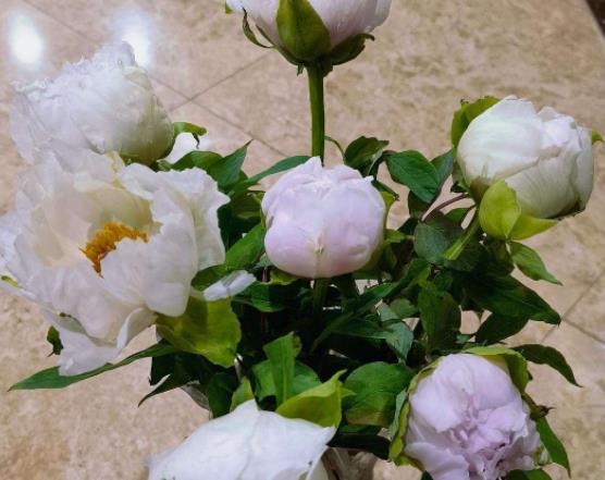 醒花是花頭還是枝泡?醒花的時候要不要放保鮮劑