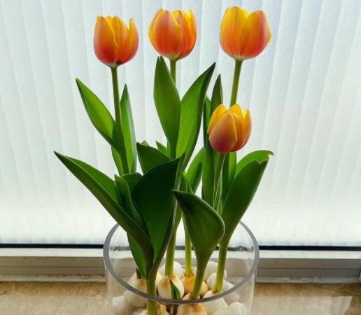 水培郁金香發(fā)霉了還能活嗎?水培郁金香不剝皮會發(fā)芽嗎