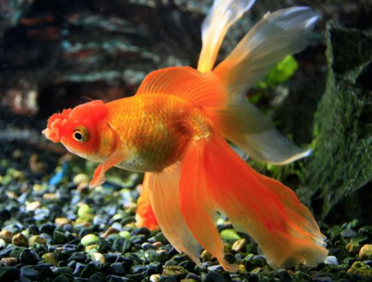 養金魚適合要用什么水?成年金魚一天吃多少