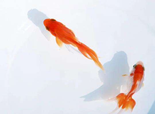 養金魚適合要用什么水?成年金魚一天吃多少