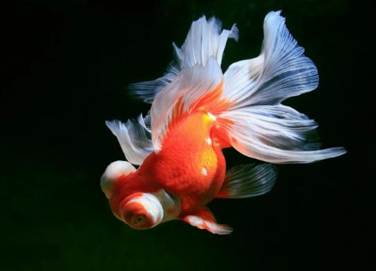 金魚為什么會(huì)沉到水底下?養(yǎng)金魚要打氧氣嗎